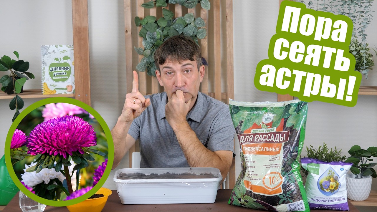 АСТРЫ НА РАССАДУ: когда и как сеять семена?