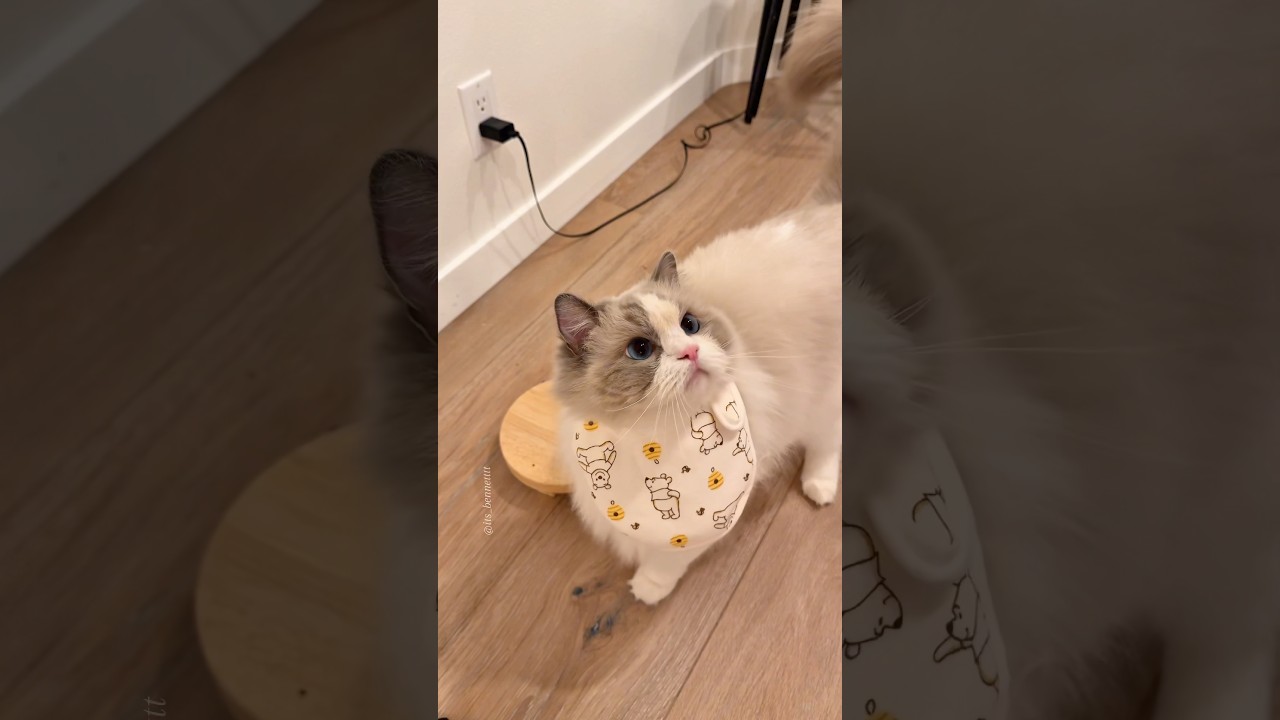 Tysm for 100k!! 🥹 Feed my ragdoll cat with me &bull; ASMR exclusive here on YouTube 🎧 #catfeeding #asmr
