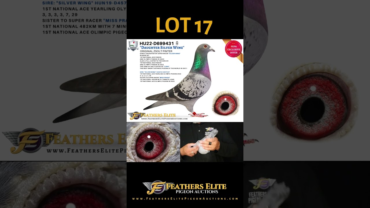 LOT 17 - ZSOLT PINTER (NOV LIVE 2023)