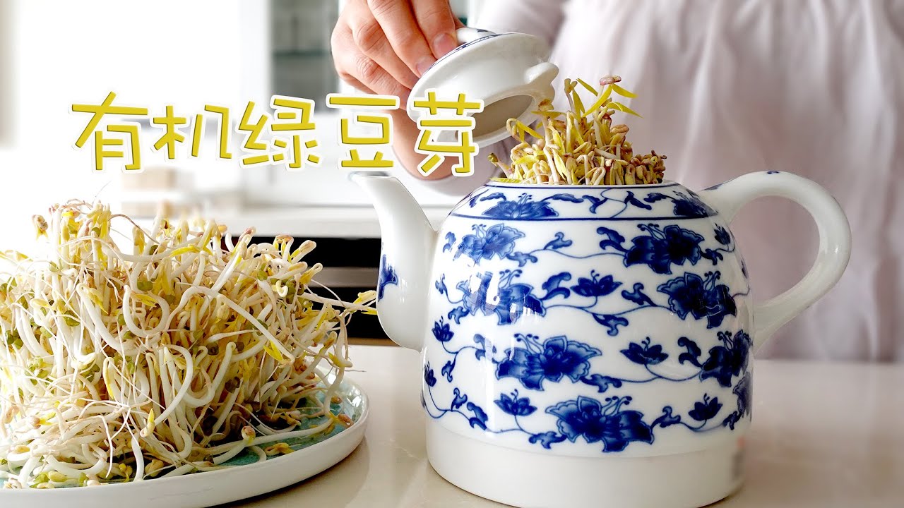 有机绿豆芽(在茶壶咖啡壶玻璃瓶牛奶盒蒸锅里发豆芽) Organic Mung Bean Sprouts（Grow mung bean sprouts in a teapot &coffee pot )