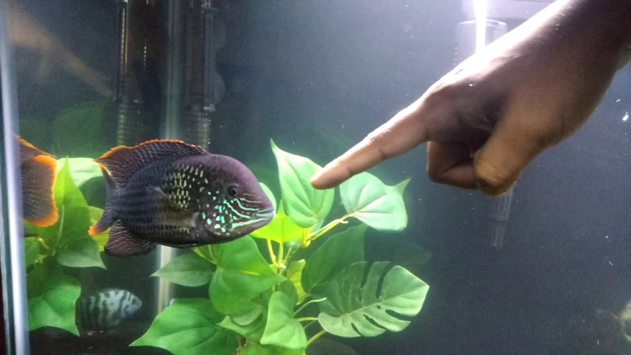 Aggressive Green Terror