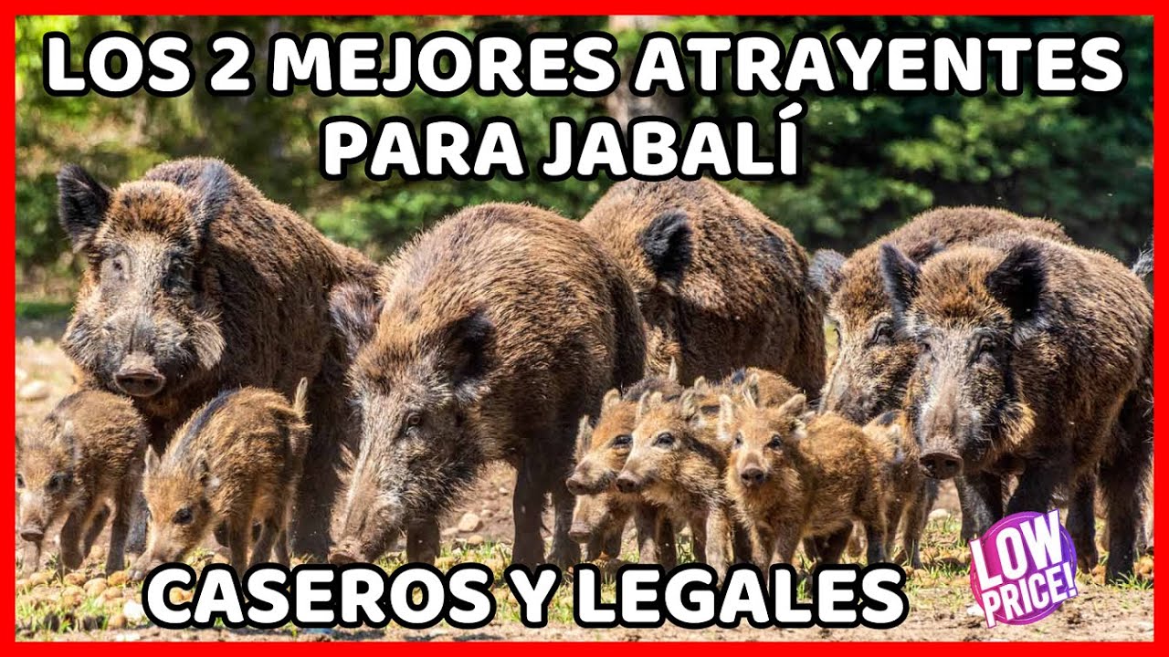 🔴 Crea 2 Atrayentes para Jabal&iacute; Caseros Muy F&aacute;cil y usarlos, eficaces. Como atraer puerco chancho