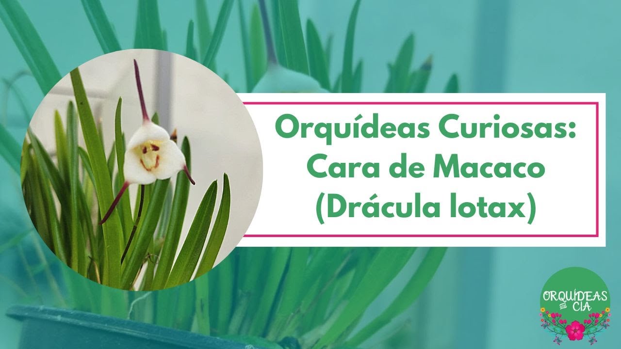 Orquídeas curiosas: Cara de Macaco (Drácula lotax)