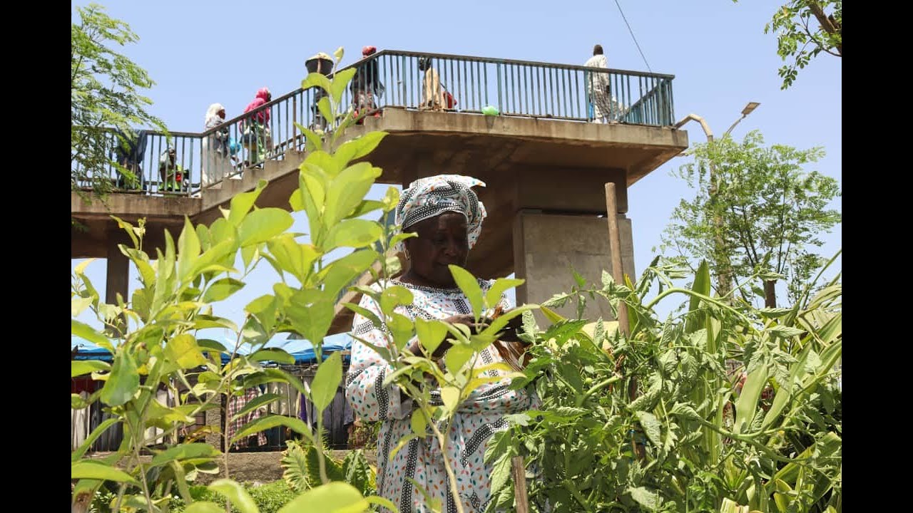 Le micro jardinage, une culture saine en plein coeur de Dakar.
