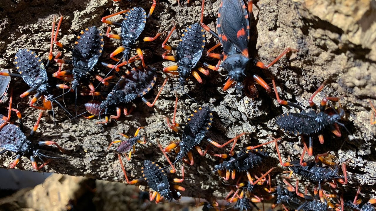 Psytalla Horrida and Ghost assassin bug SWARM?!