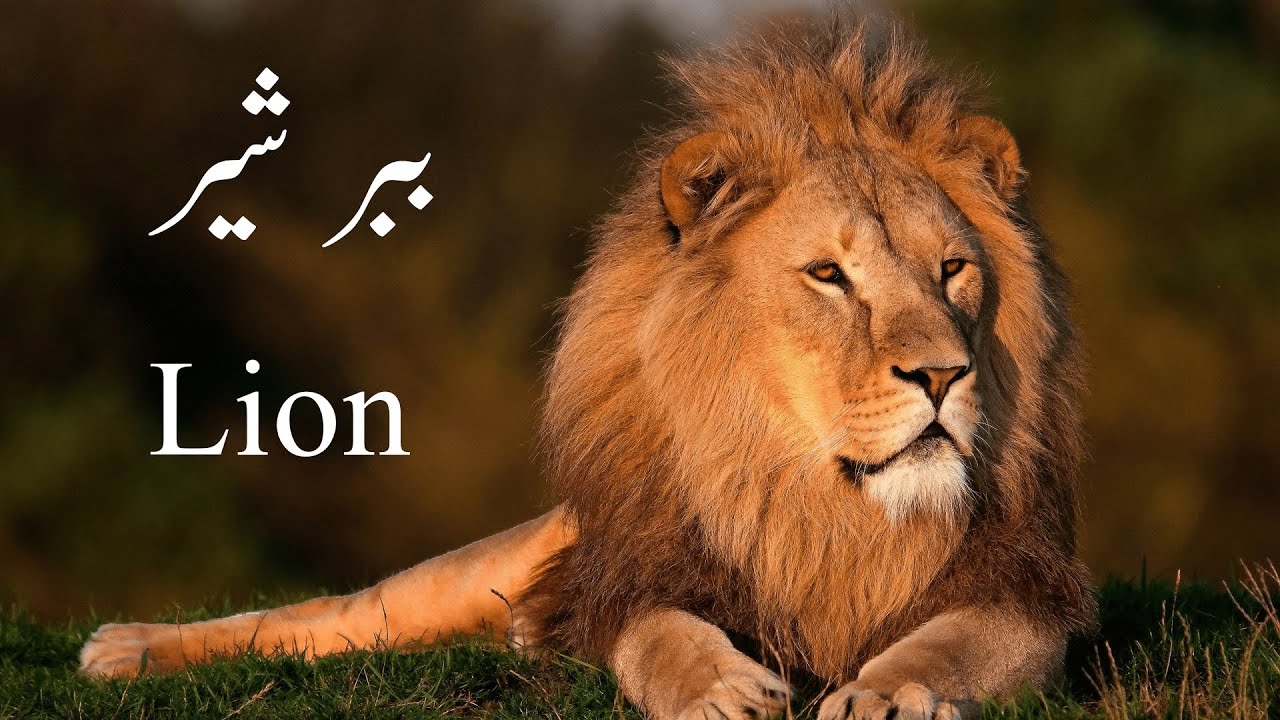 About Lion and its habits in Urdu/Hindi | Animal Nature