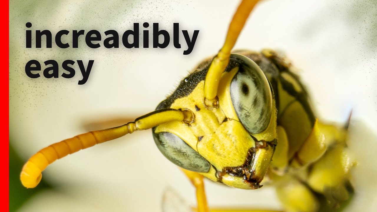 Macro Photography: Cheat Code for Beginners