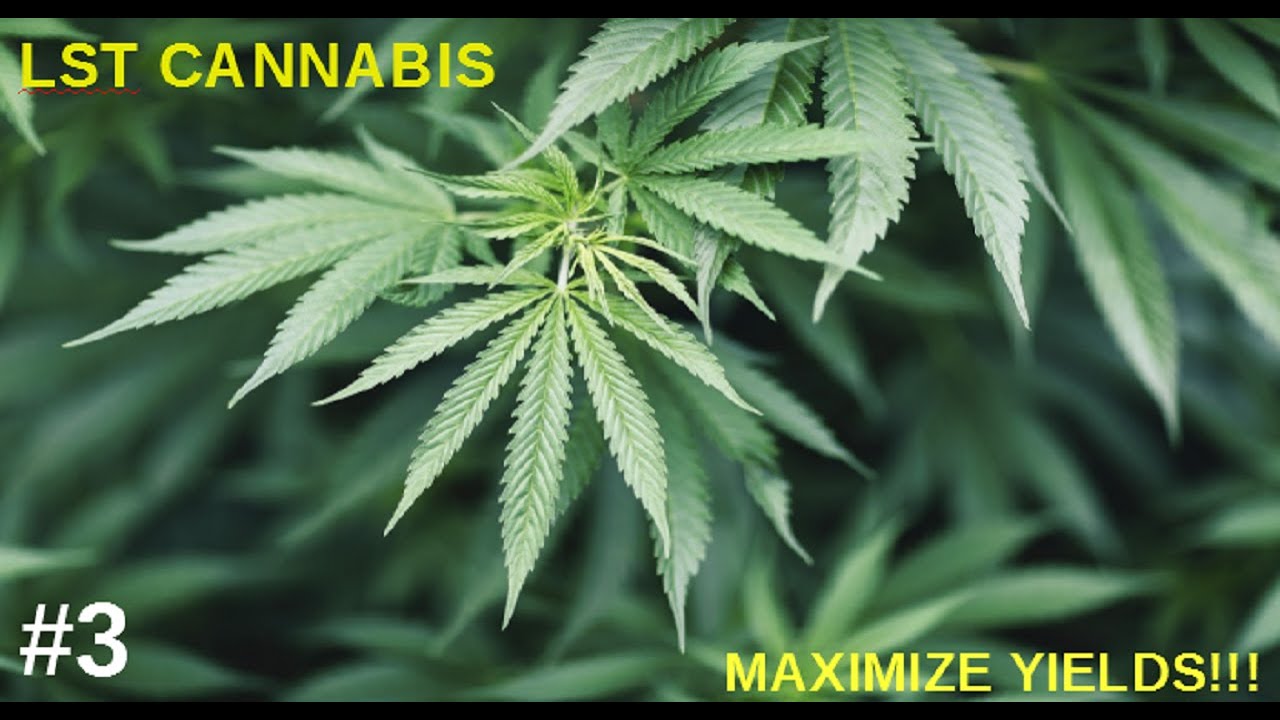 Low Stress Cannabis Training - Early Progress - update 03 - Day 14