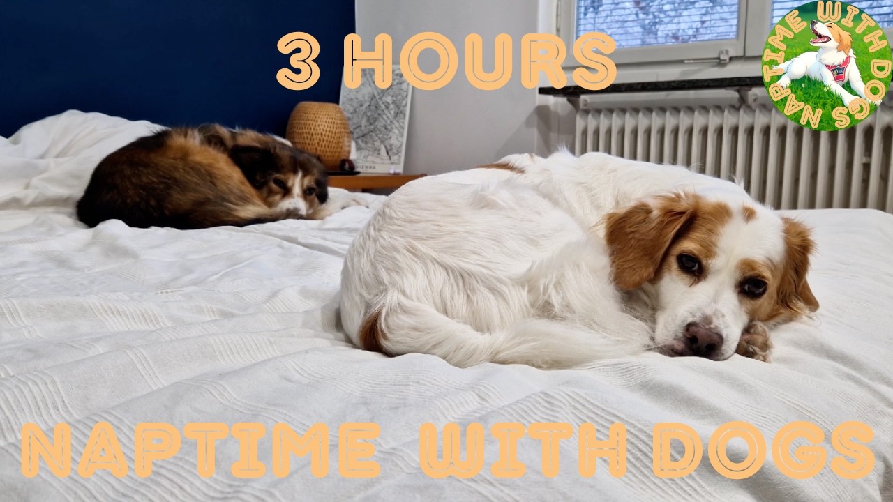 3 Hours of Cozy Dog Sleep 🐶💤 | Adopted Benji & Foster Clara Relaxing with Calming Music