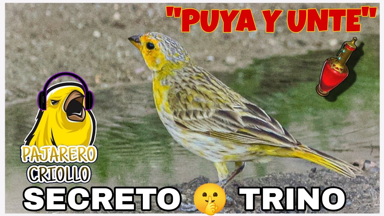 💉PUYA y UNTE para hacer cantar a los CANARIOS y JILGUEROS TRINO secretos 🤫