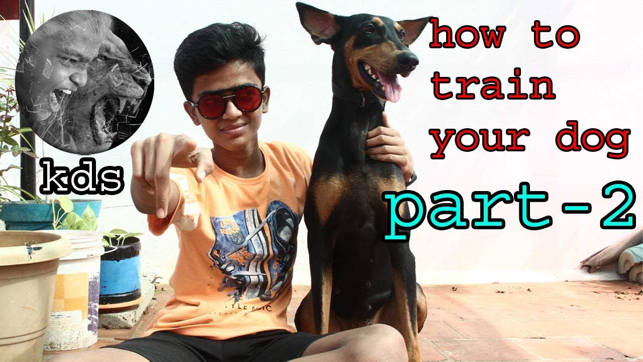 How to train your dog | Tamil | part -2 | KDS pets history