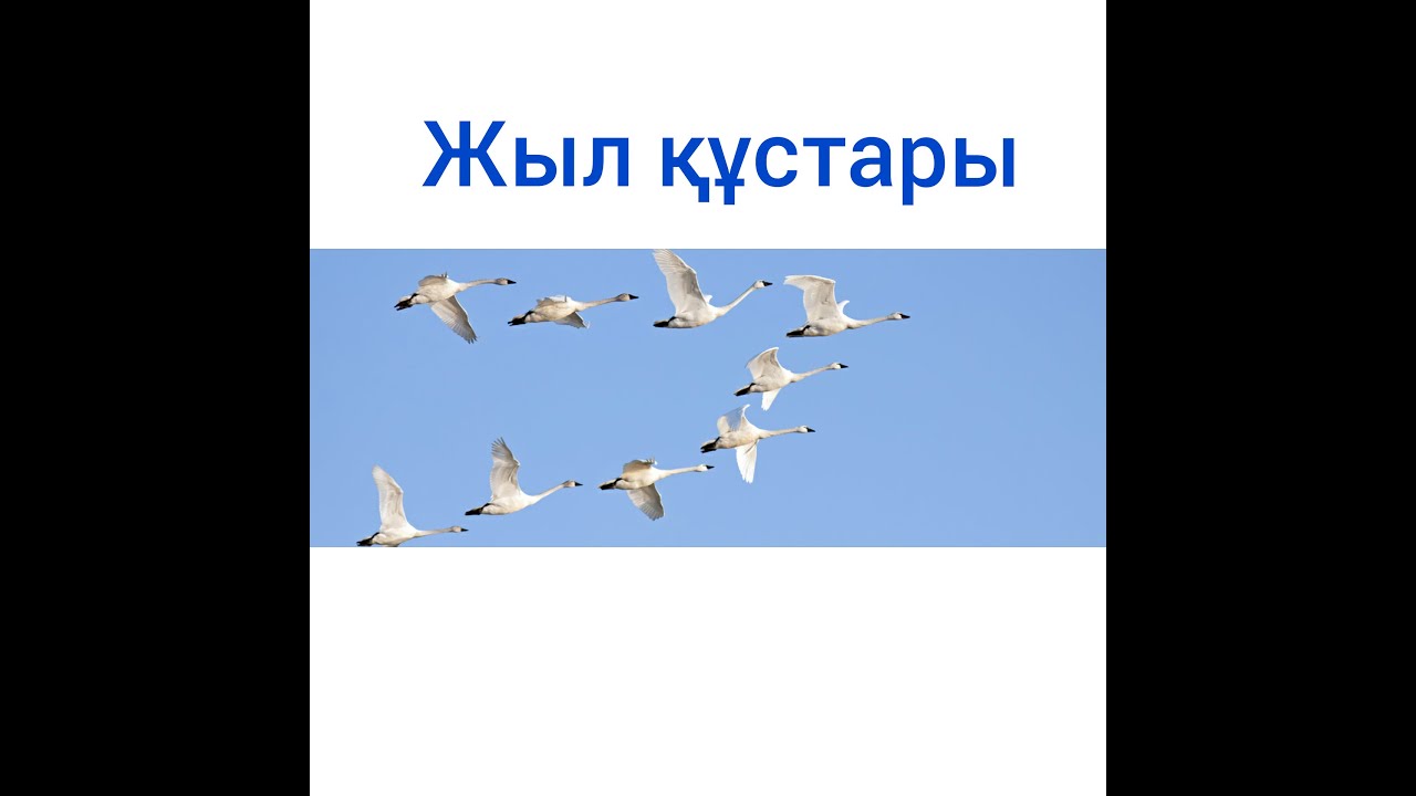ЖЫЛ ҚҰСТАРЫ