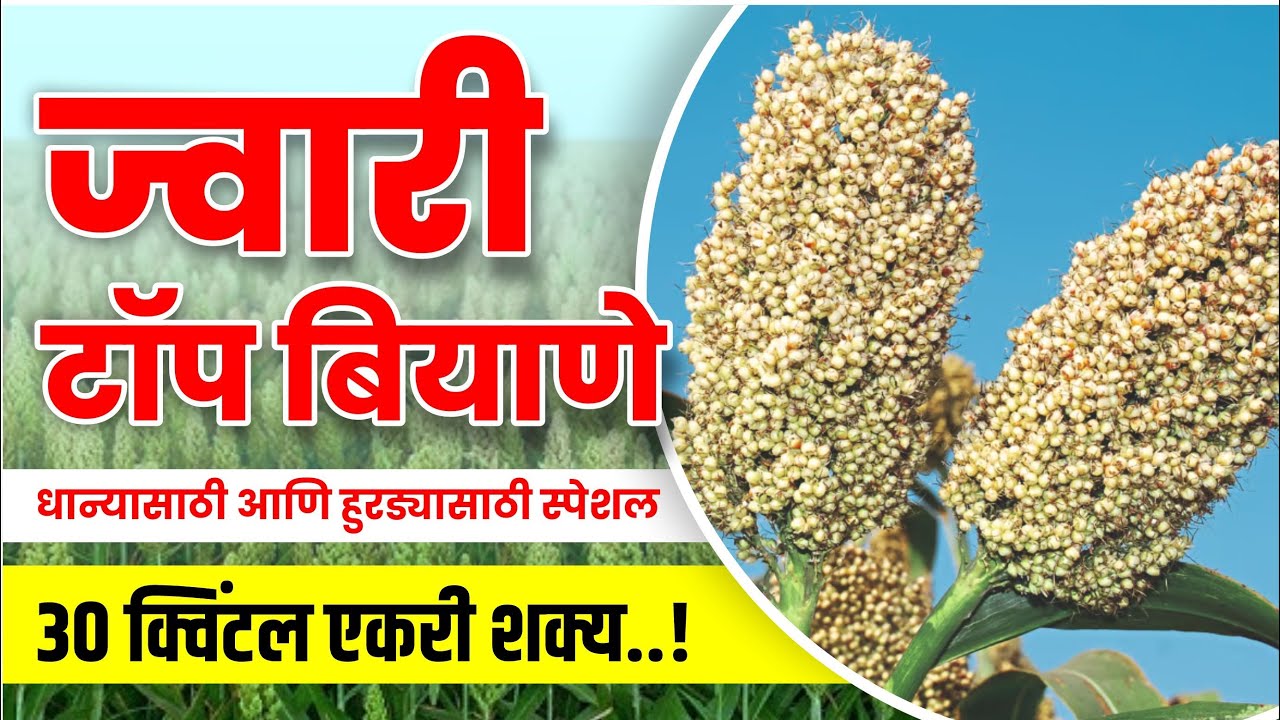 ज्वारी पिकाचे एकरी 30 क्विंटल उप्तन्न देणारे  बियाने  / ज्वारी  बियाने ( Jawari Top biyane )