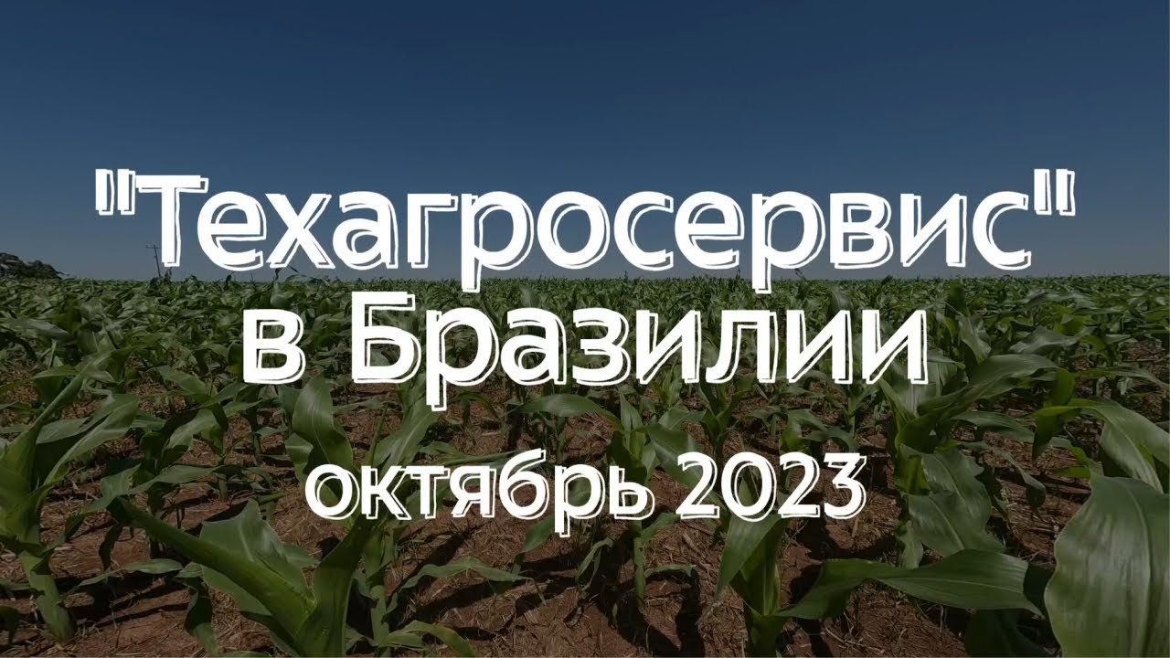 Посещение полей кукурузы, технология No-Till в Бразилии. Проблемы, ошибки, причины.