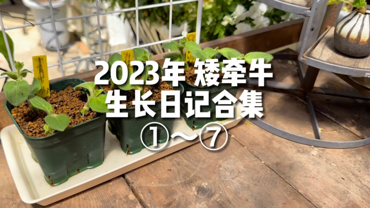 2023 矮牵牛生长日记合集