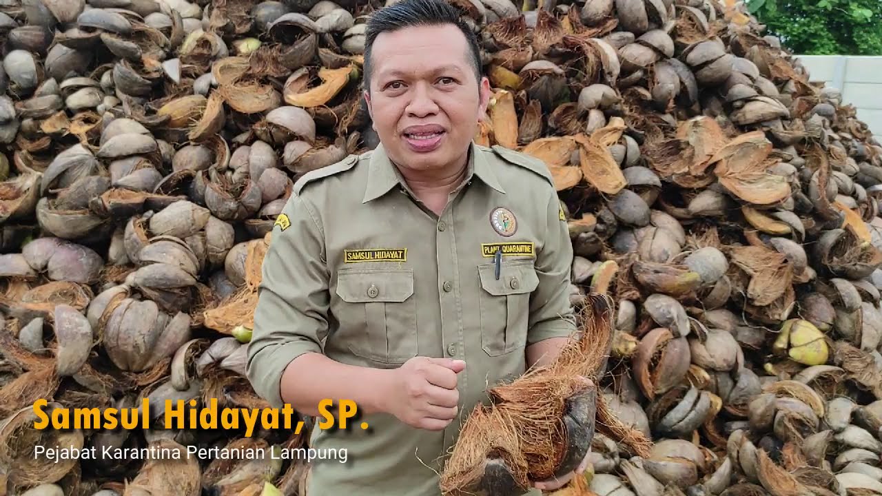 Sejuta Potensi Olahan Sabut Kelapa - Karantina Pertanian Lampung