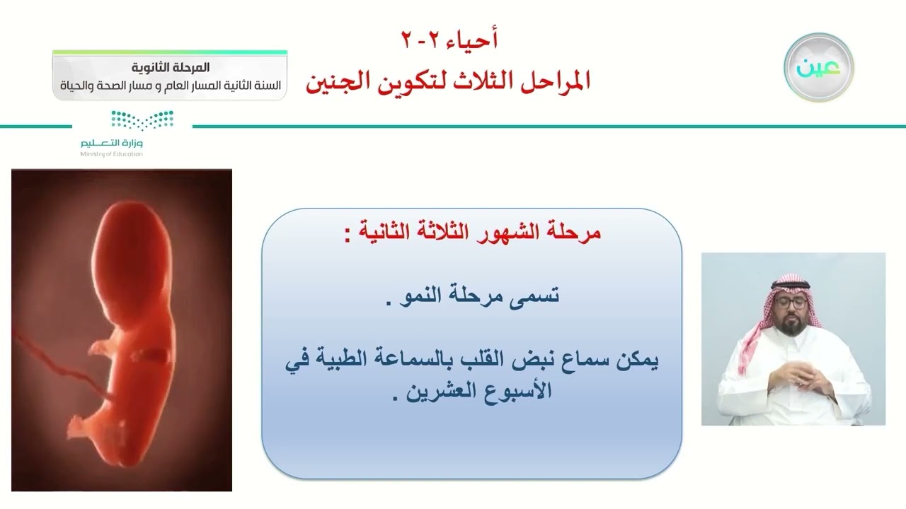 المراحل الثلاث لتكوين الجنين - الأحياء (2-2) - المسار العام والصحة والحياة - السنة الثانية