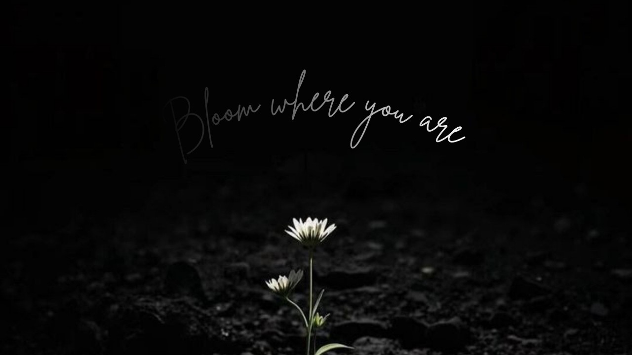 DARK  SLEEP MUSIC 🌌DEEP SLEEP 🌌 DEEP STUDY FOCUS🌌Bloom Where Your Are