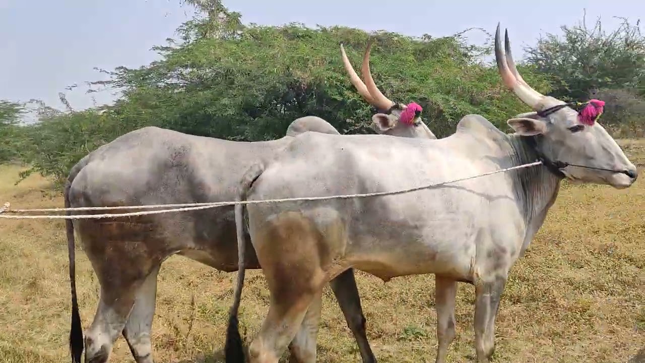 Raravi Cattil Pair //2022 Hallikar Cattil Pair // Super Active Bulls