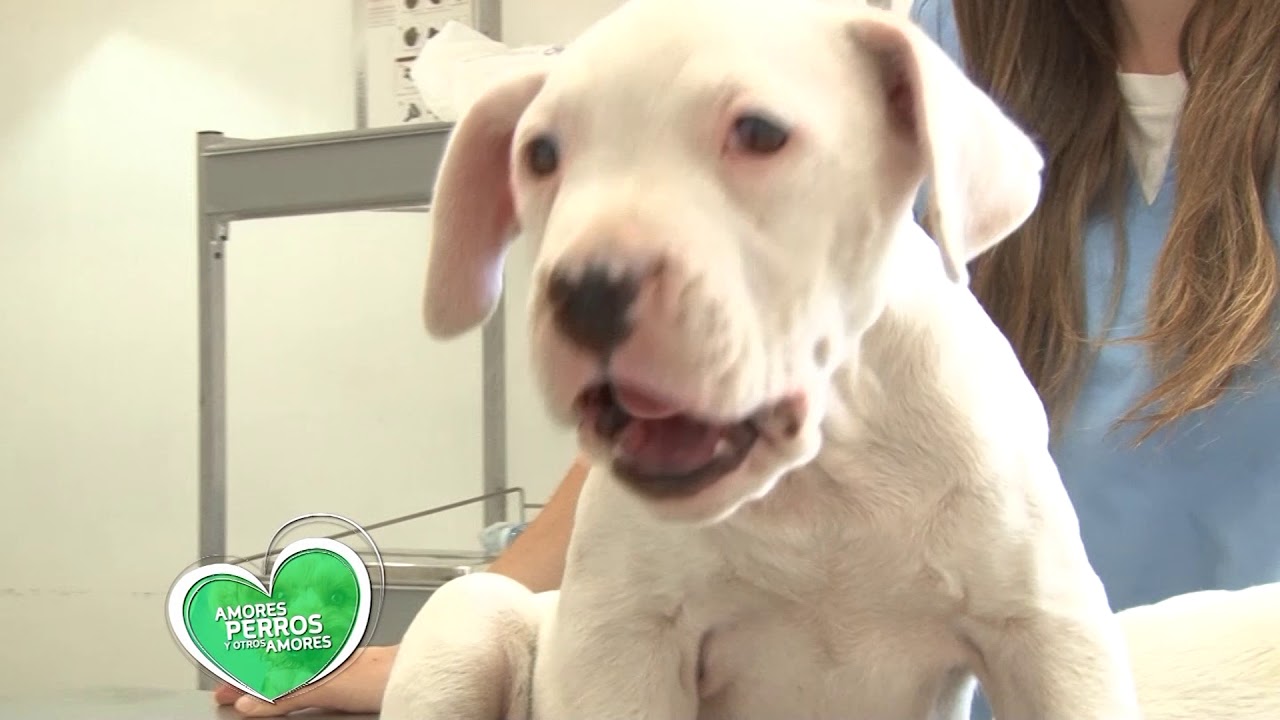Perros con sordera.