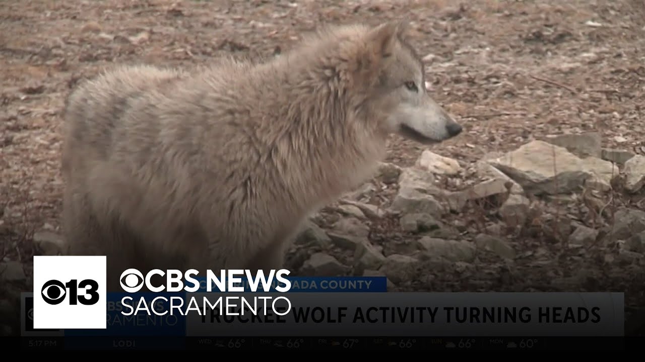Wolf spotted near Truckee raises concern, but experts say behavior is seasonal
