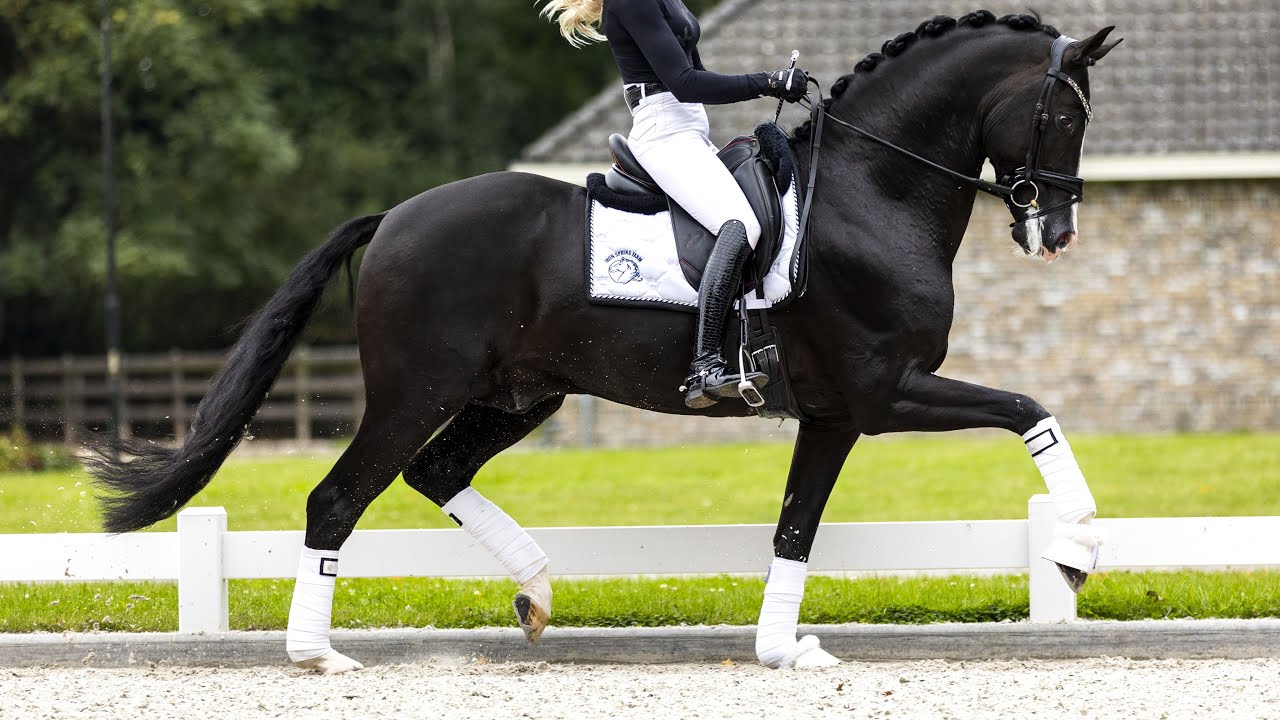 Dressage Stallion Kaiman with Dinja van Liere | Autumn 2021