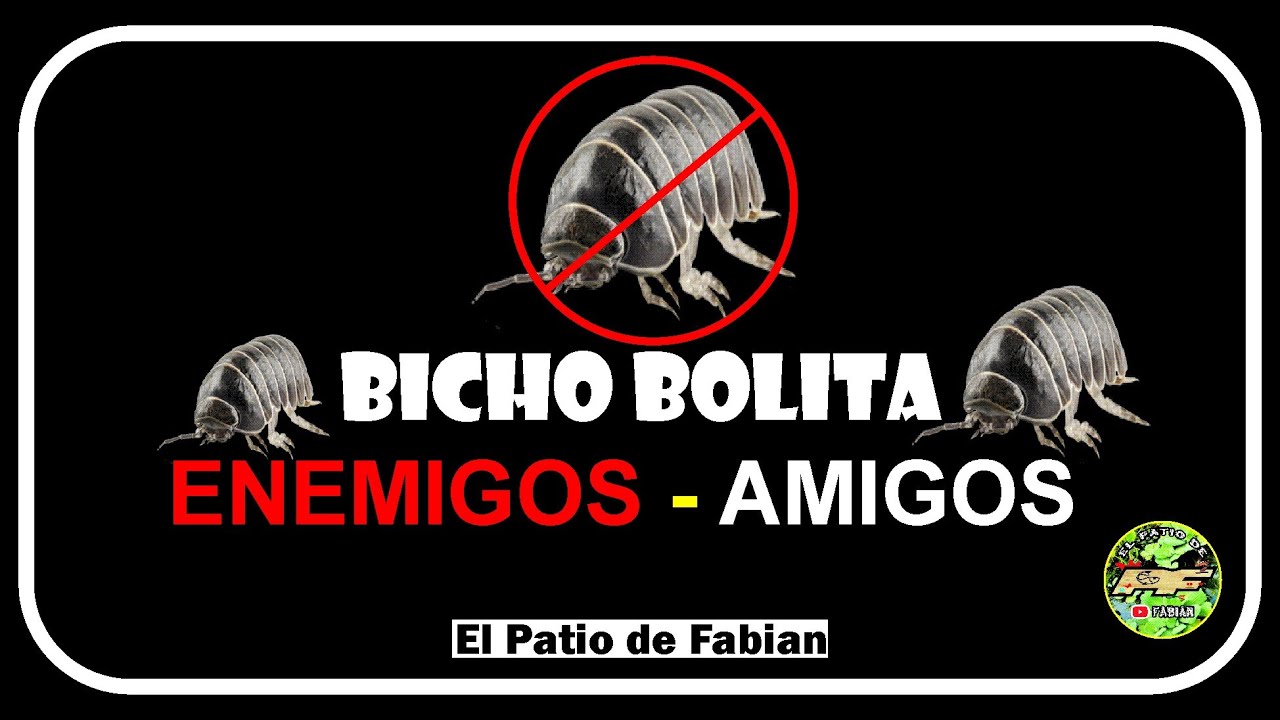 como CONTROLAR la COCHINILLA o BICHO BOLITA muy FACIL