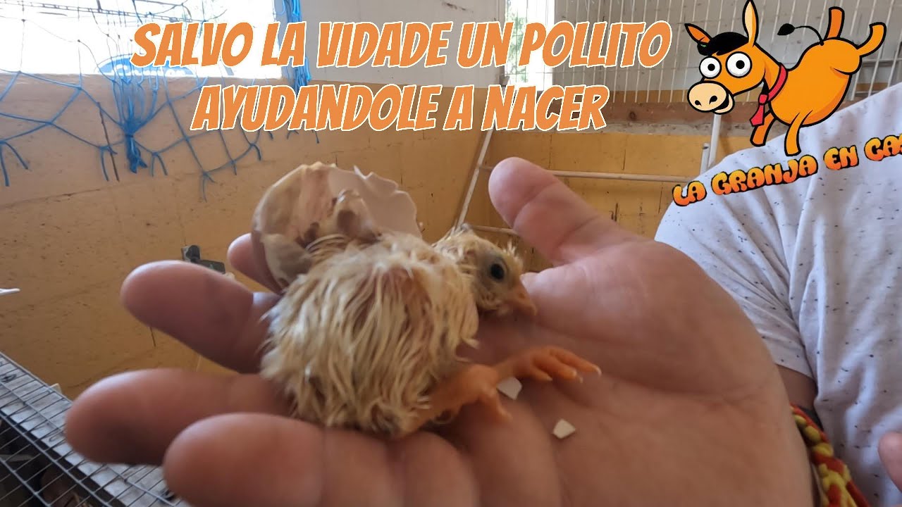 Salvo la vida de un pollito ayudándole a nacer / La granja en casa.