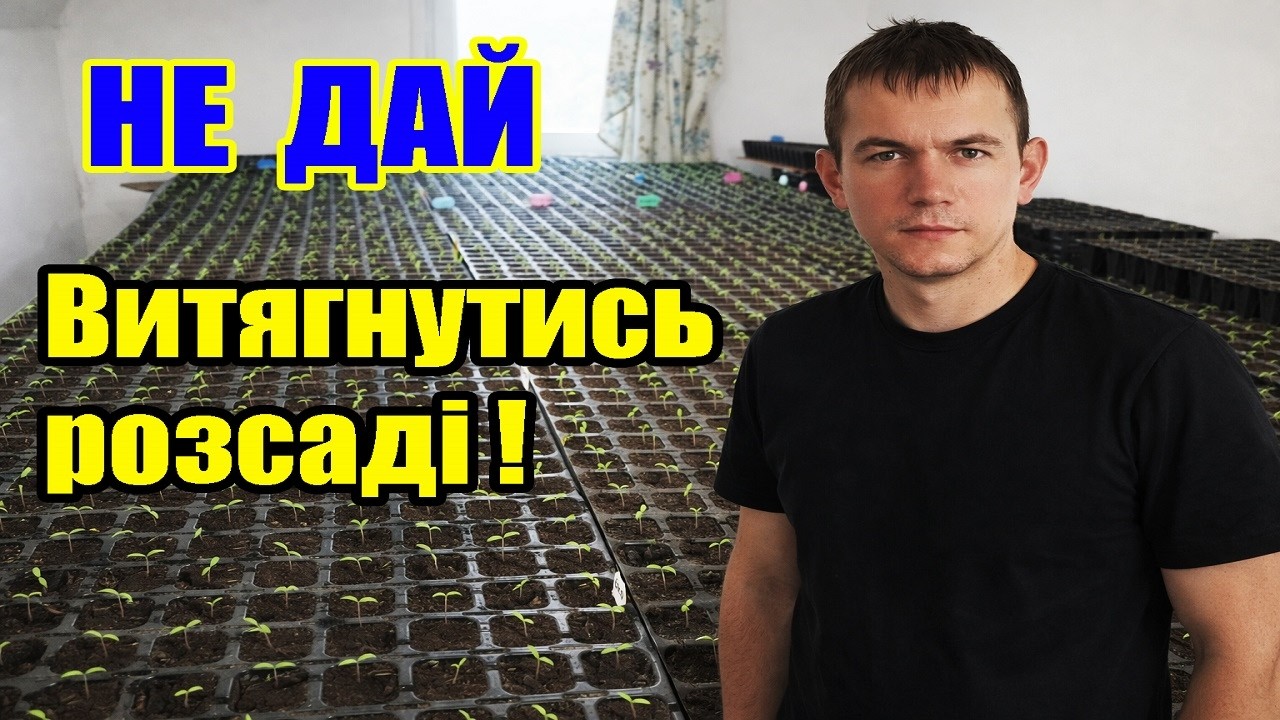 3000 томатів зійшли! Важливі дії після сходів