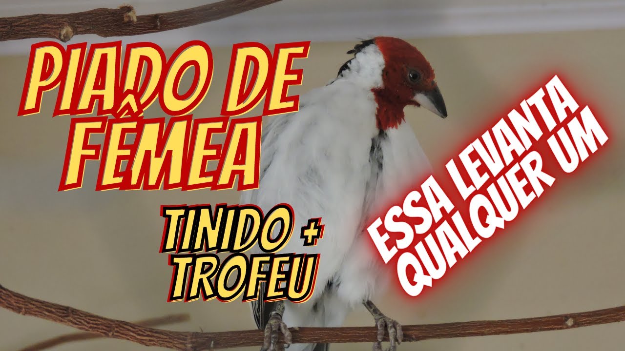 galo de campina fêmea piando/ levanta fogo de galo de campina frio/ fêmea de campina batendo fogo