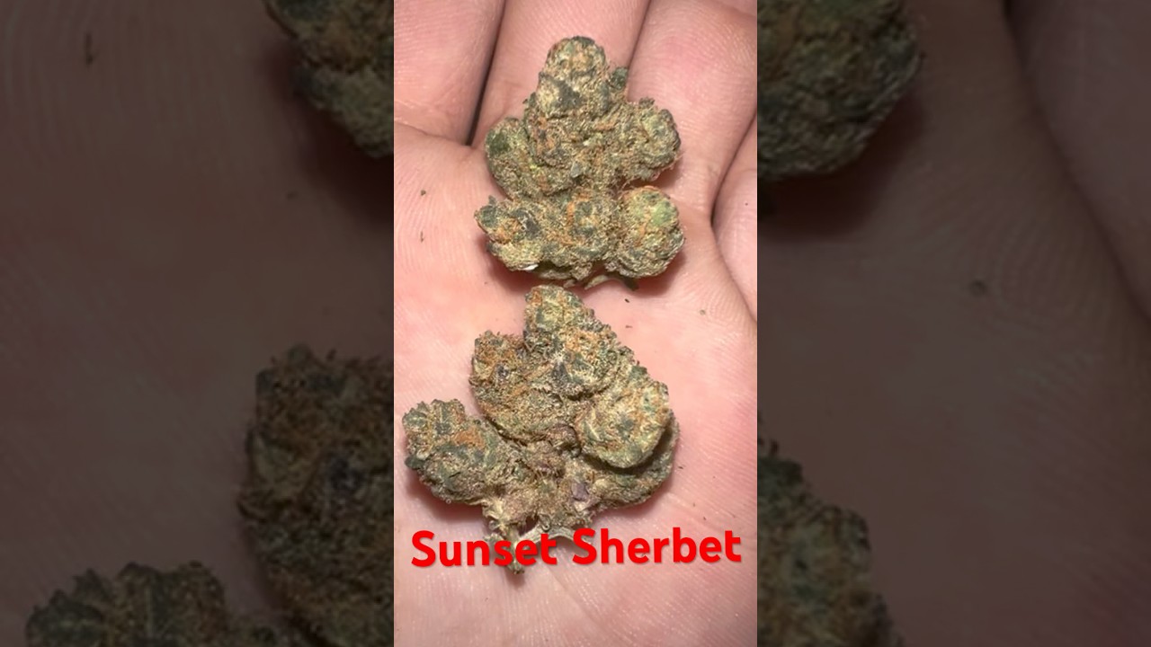Sunset sherbert aka sunset sherb strain review