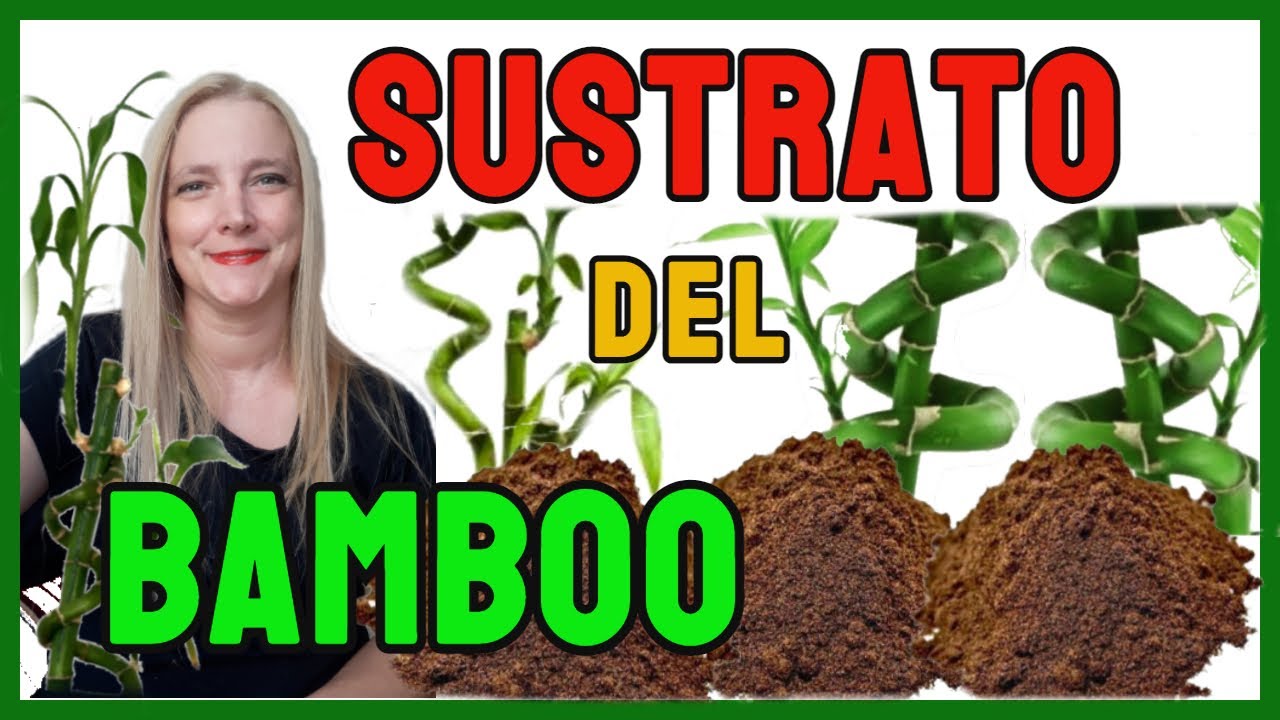 Sustrato del  Lucky Bamboo │Cómo hacer el sustrato del bambu de la suerte@Verónica Campanini Plantas