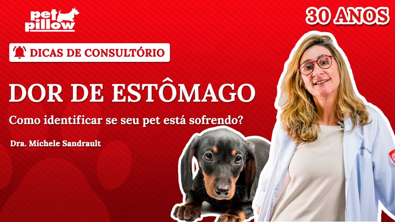 Dor de estômago em cachorros: quais são os sinais? | Dra. Michele Sandrault