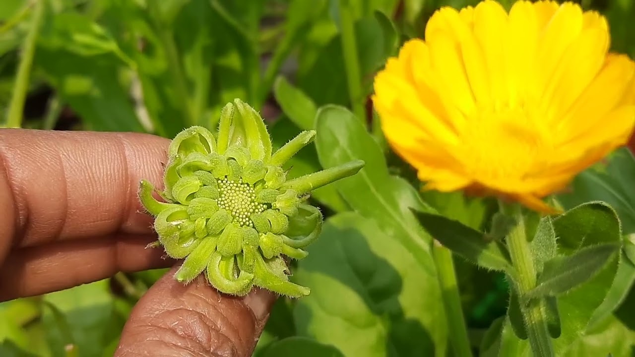 Seed harvesting perfect time perfect condition 😊👍
