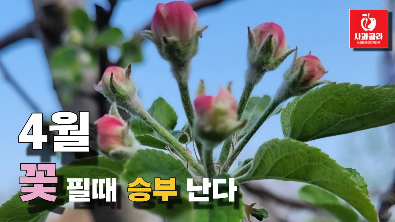 [사과재배]사과농사,4월 꽃필때 결정난다 / 개화기 핵심사항