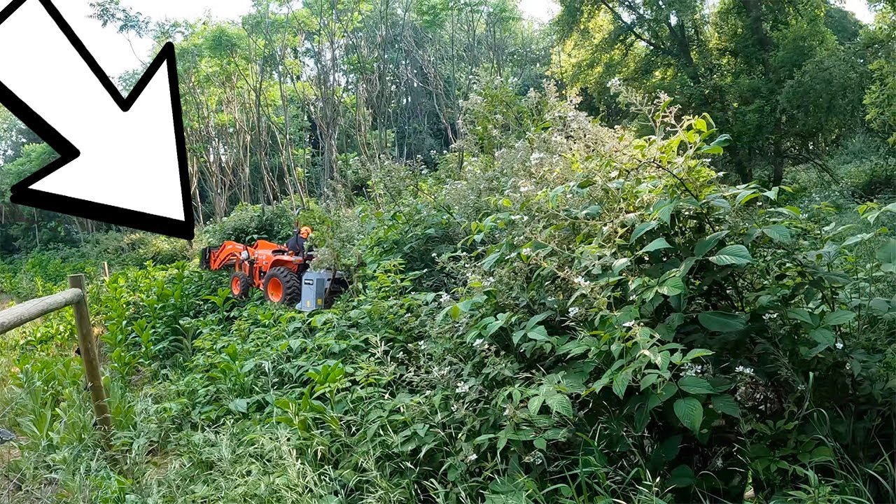 What's Hiding In This 20ft Tall Overgrown Property?