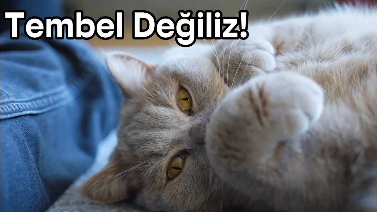 Kediler Neden Çok Uyuyor? Tembellik mi?💤 