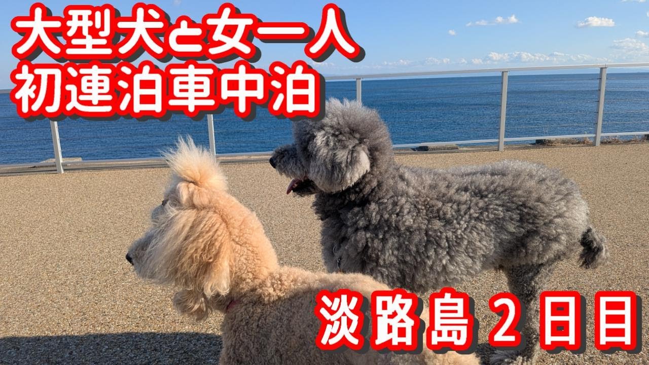 【車中泊女子】淡路島で初の連泊車中泊2日目女一人で大型犬2匹とキャンピングカーデュカトで車中泊
