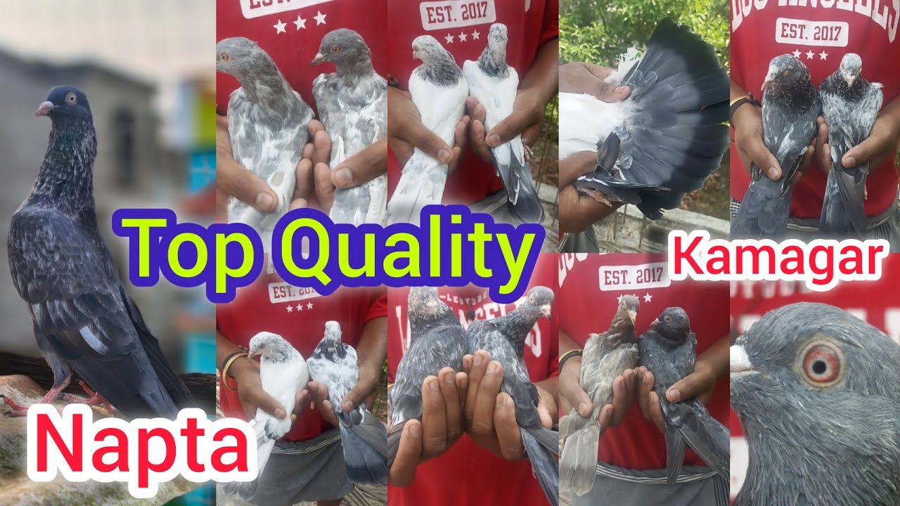 White Golden kamagar Napta Top Quality .....  🐦🐦🐦🐦 ......