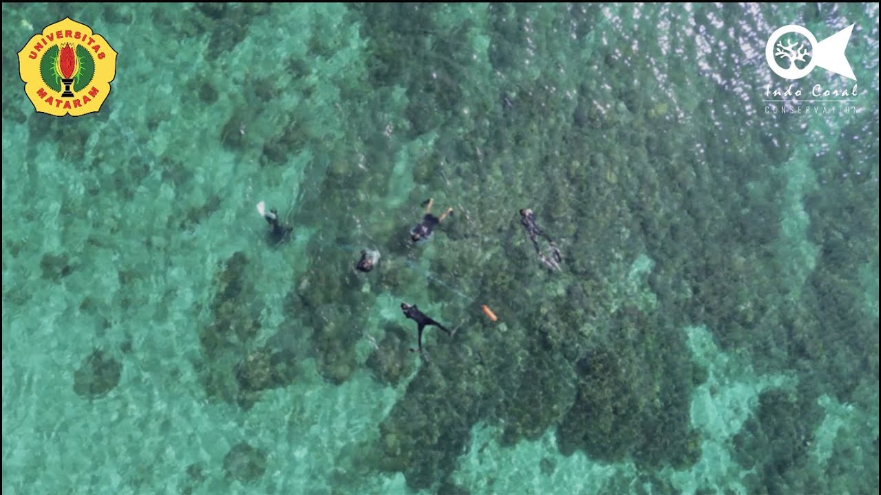 Empowering Students, Restoring Reefs | Indo Coral &times; University of Mataram Internship