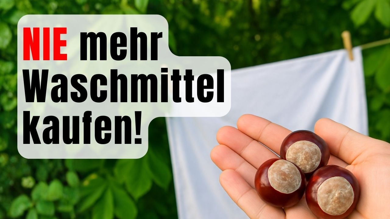 Nie mehr Waschmittel kaufen! So sparst du Geld mit Rosskastanien (gratis & nachhaltig)
