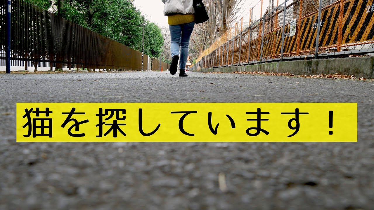 【サイコホラー映画】「猫を探しています！」