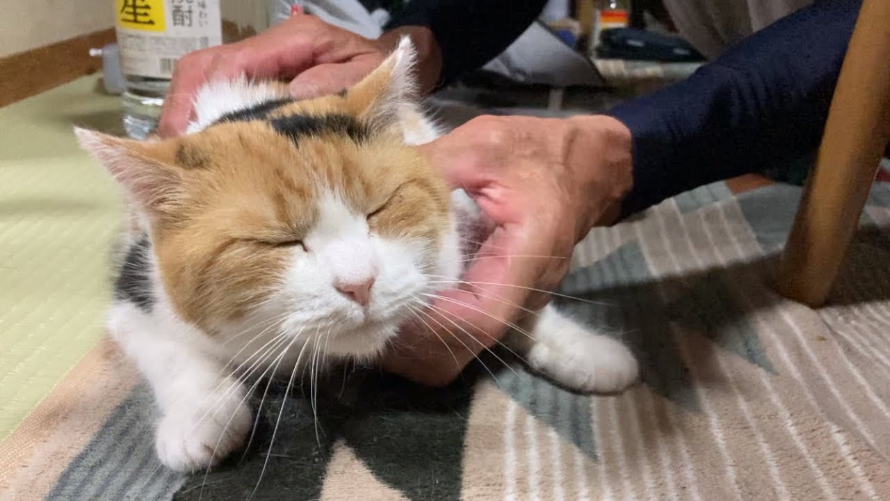 【三毛猫】スペシャルマッサージを施される猫（2023年7月4日）