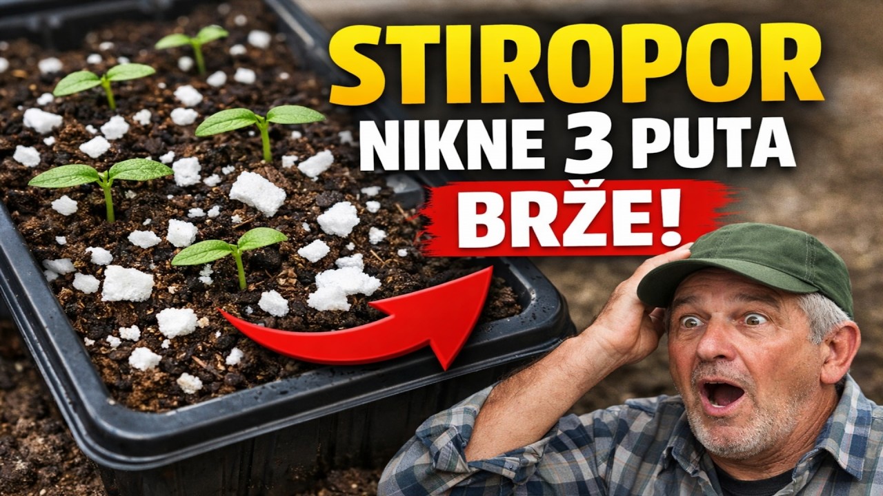 Zaboravite na perlit i vermikulit! Stiropor ubrzava nicanje čak tri puta. Testiramo staru metodu na