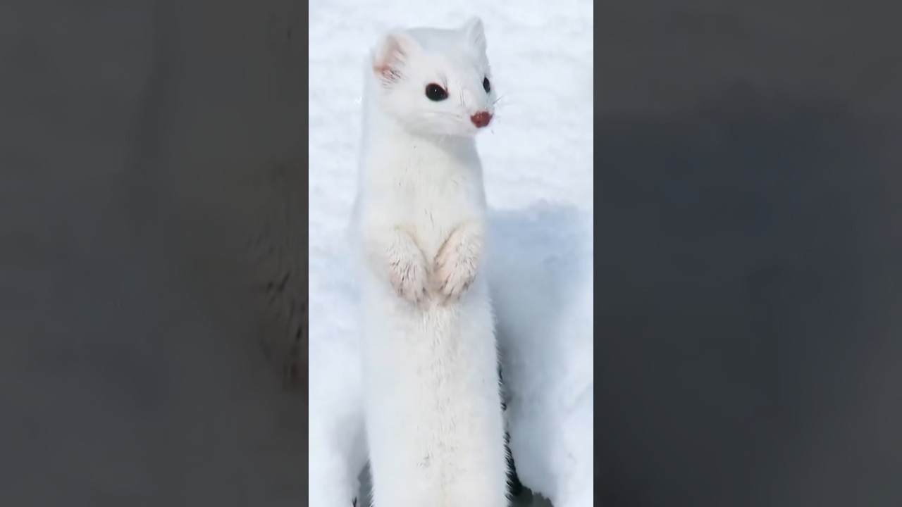 O que acontece quando você tem um furão na vizinhança? 
