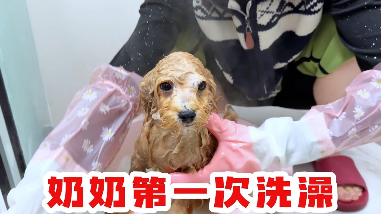 奶茶第一次洗澡，湿了毛的奶茶真的是太丑了