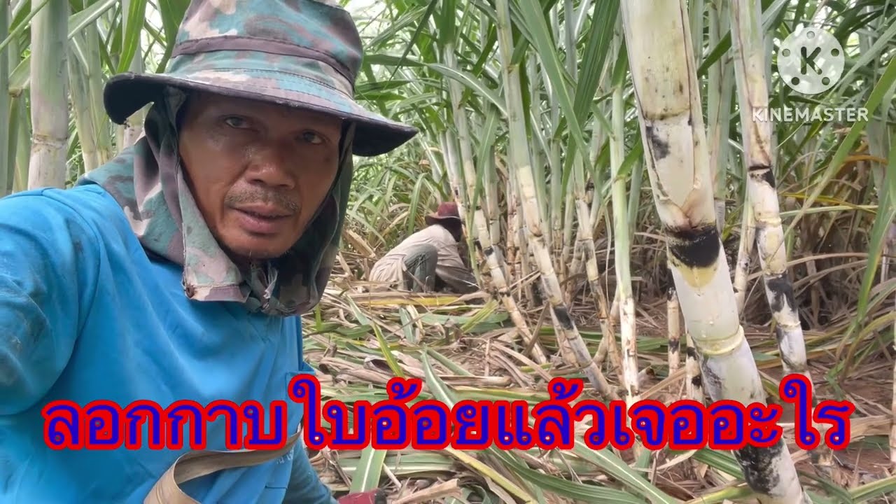 ลอกกาบใบอ้อยยักษ์เขียว #พันธุ์อ้อย #อยากรู้ต้องลอง #ชาวไร่อ้อย #อ้อยพันธุ์ใหม่ #เกษตรยุคใหม่