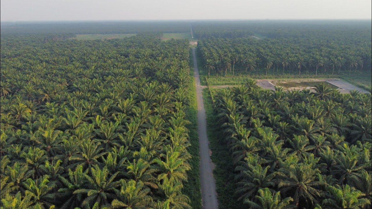 Ada Palm Plantation || The Biggest Palm Plantation In Imo State, South East Nigeria