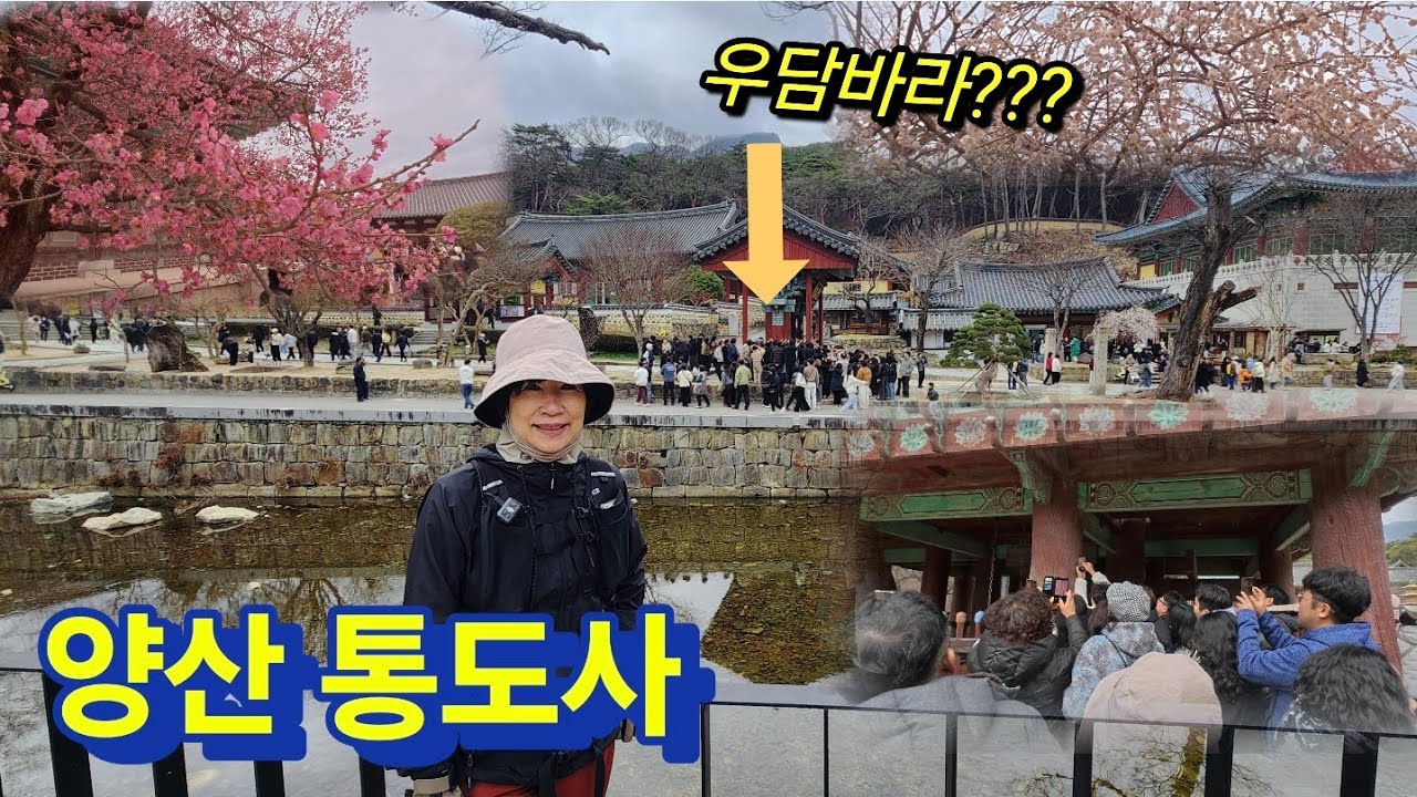 통도사 뒤집어 놓은 우담바라 열기 🌸 자장매 홍매화 시즌, 8암자 12.1km 순례(3/1)