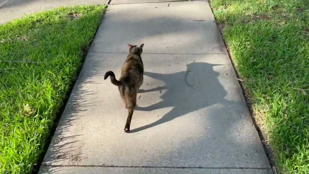 220529 Black's Morning Walk 3min